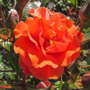 SHROPSHIRE STAR (climber)